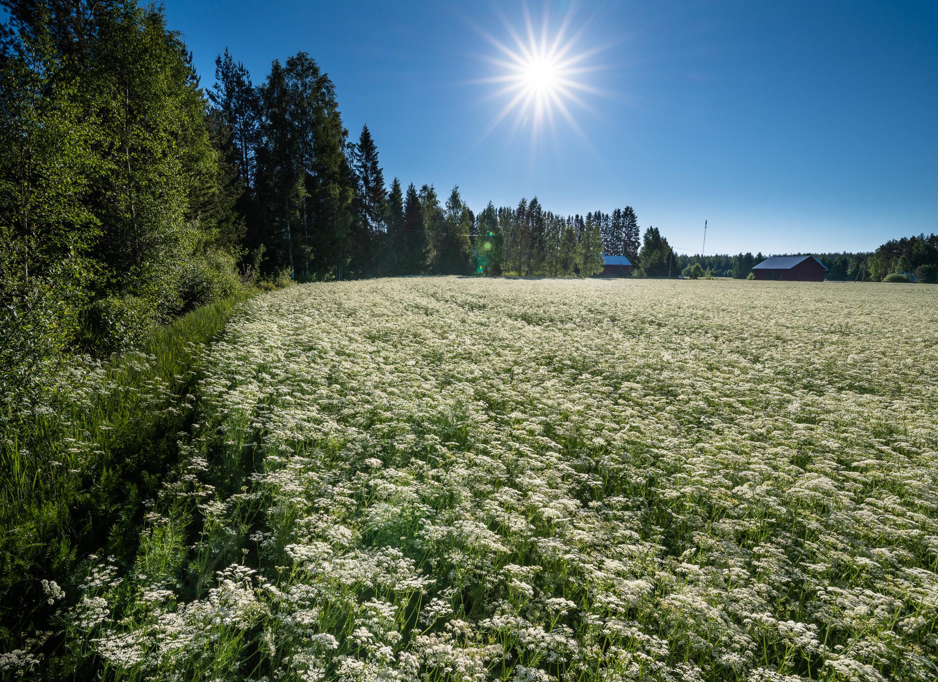 Caraway Finland