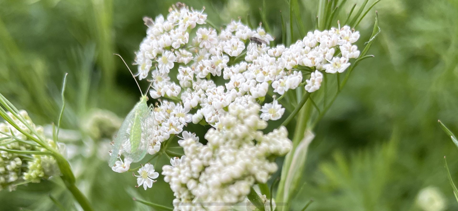 Blommande kummin lockar till sig insekter.